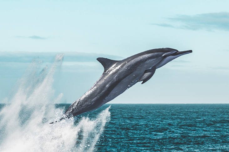 dream about dolphins