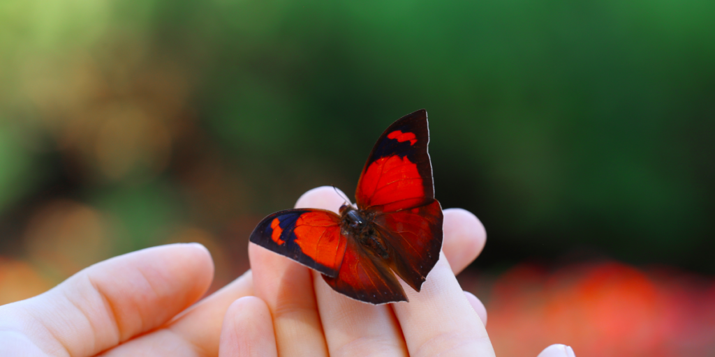 Red Butterflies