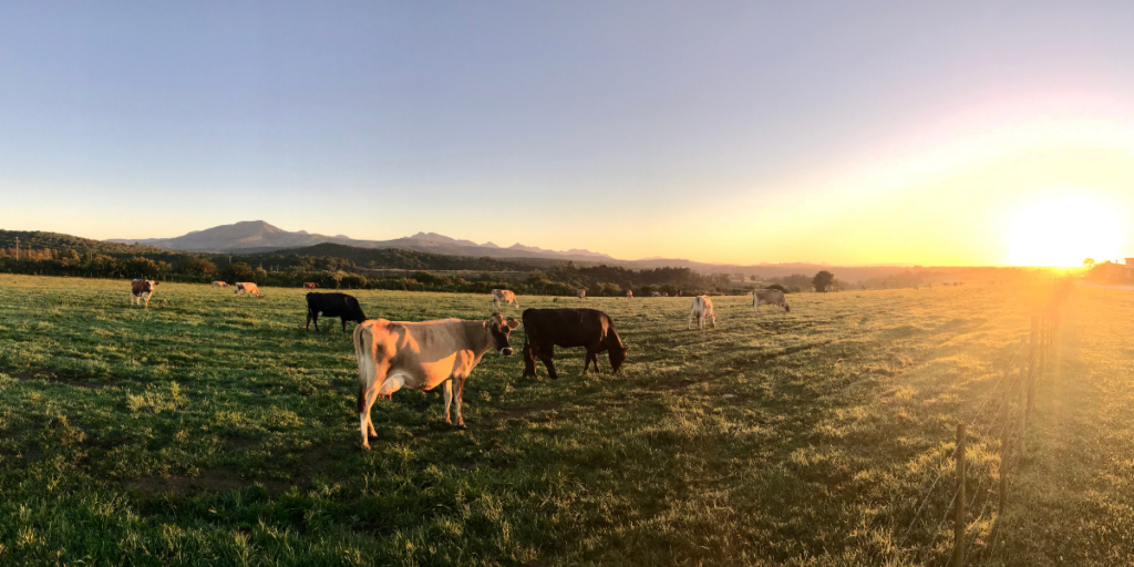 Cow Dreams Through an Environmentalist Lens