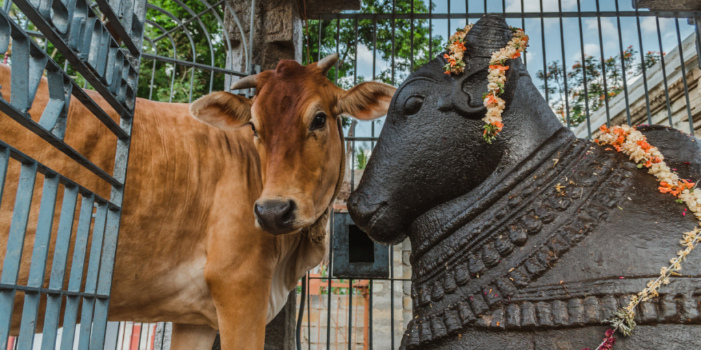 Meaning of Cow Dreams in Hindu Mythology