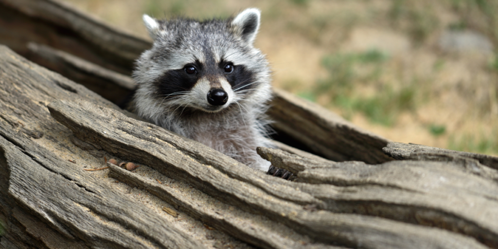 Mythological Connections of Dreams Related to Raccoons 