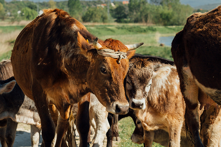 dream about cows