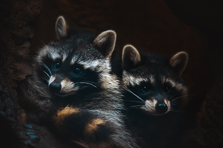 dream about raccoon
